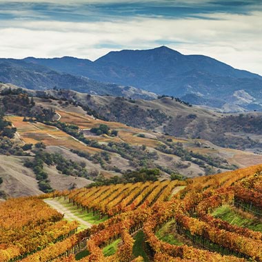 International Traveller - Sonoma County Wines